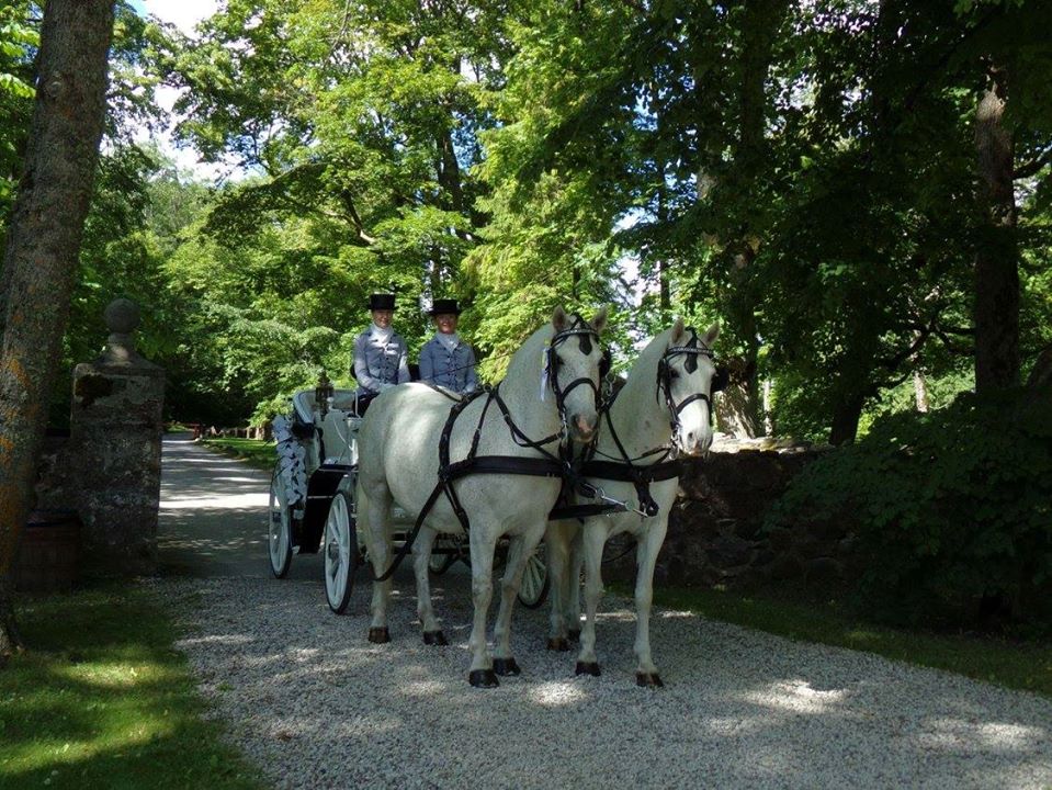 Estonian Horses